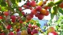 肯尼亚咖啡果实 肯尼亚咖啡小农种植的咖啡豆品质