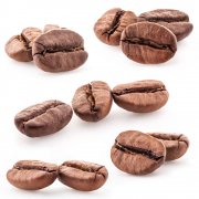 肯尼亚的咖啡庄园 IYEGO合作农场的咖啡豆