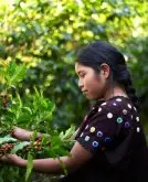 危地马拉新东方产区番石榴平原庄园 单品产区咖啡豆