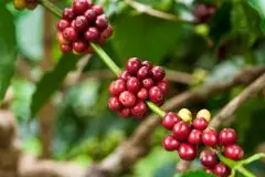 萨尔瓦多喜马拉雅庄园半日晒红波旁 精品咖啡豆