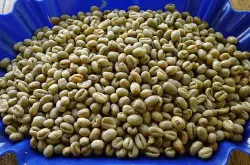 精品咖啡洪都拉斯咖啡品种波旁，卡杜拉