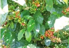 肯尼亚精品咖啡 肯尼亚Nyeri产区家图吉Gatugi处理厂