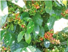 苏门答腊岛咖啡风味 曼特宁著名产地