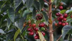 咖啡树的种类与特征 关于咖啡树的知识