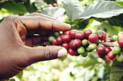 精品咖啡 巴布亚新几内亚奇迈尔庄园圆豆