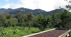 巴拿马SHB精品级庄园单品咖啡 波魁特产区 单品