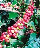 台湾咖啡风味 台湾自己种植咖啡