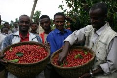 肯尼亚  罕见的好咖啡――以其浓郁芳香和酸度均衡而闻名