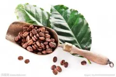 极佳的尼加拉瓜咖啡在 世界上位居前列 单品咖啡