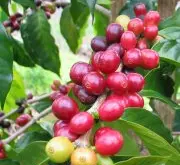 越南风味咖啡 产量大的咖啡生产国
