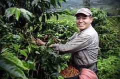 危地马拉薇薇特南果产区咖啡 危地马拉咖啡原产地单品豆