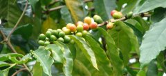 咖啡豆怎么保存?怎样能让咖啡豆存放更久？