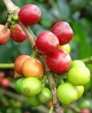 巴布亚新几内亚奇迈尔庄园圆豆 精品咖啡豆