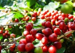 利比里亚种咖啡豆  利比里亚种即大粒种，原产于非洲利比里亚