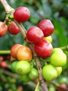 加勒比海域重要的咖啡种植地 咖啡种植