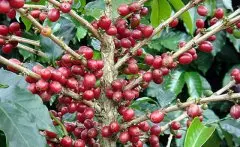 巴西咖啡的口感中带有较低的酸味，配合咖啡的甘苦味 拼配豆