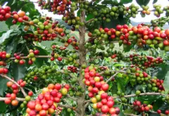 埃塞俄比亚西达摩狮子王日晒处理 精品咖啡