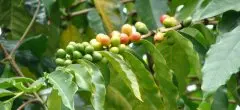印度尼西亚进口咖啡生豆巴厘岛优质raw bean greencoffee 精品咖