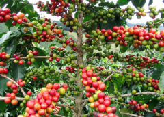 印度尼西亚巴厘岛卡拉娜金塔玛妮火山乌布处理厂 精品咖啡