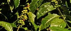 卢安达西部省穆修伊水洗精品咖啡原豆 单品波旁豆