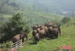 大象也要提神！！亚洲野象结伴逛云南普洱咖啡园