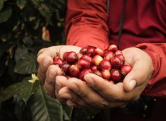 巴拿马BOP冠军艾利达庄园绿顶瑰夏咖啡豆风味特点介绍