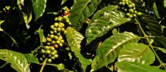 萨尔瓦多咖啡 中南美洲咖啡豆