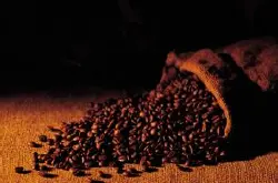 咖啡品种 咖啡种植 咖啡收获及处理