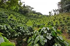 Guatemala SHB：危地马拉的高山咖啡 精品咖啡