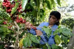也门和埃塞俄比亚出产的咖啡豆都称为Mocha  摩卡咖啡