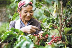 在普洱咖啡企业不间断收购咖农的咖啡豆。