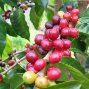 萨尔瓦多咖啡都是经过认证的有机咖啡 精品咖啡