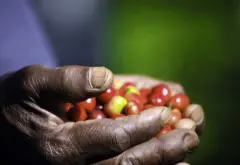 咖啡豆拍卖前的流程 衣索比亚 精品咖啡