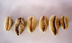 利比里卡咖啡豆介绍  什么是利比里卡咖啡豆