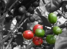 科特迪瓦 第五大咖啡生产国 咖啡产量
