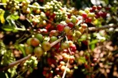 津巴布韦法乐费尔精品咖啡种植庄园(Farfell)品质产地介绍