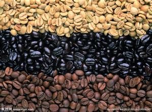 咖啡豆的品种 咖啡树的开花需要多久