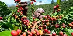 著名的非洲咖啡产区AFRICA COFFEES 果香风味咖啡