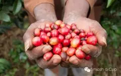 非洲咖啡风味 了解咖啡产区
