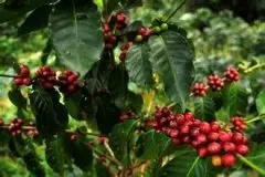 遮阴栽种的咖啡 咖啡树是怎样的 精品咖啡
