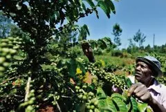 遮阴栽种的咖啡 咖啡树 可以自己种咖啡豆吗
