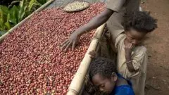 非洲咖啡豆特点 咖啡豆代理  非洲咖啡 咖啡豆