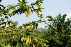 低产量咖啡 马提尼克岛种植的咖啡豆 小岛咖啡风味