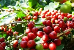 津巴布韦(Zimbabwe) 法乐费尔庄园(Farfell)咖啡种植园 精品咖啡