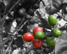 危地马拉Guatemala香料与水果火山区的安提瓜（Antigua）精品咖啡