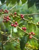 巴西咖啡生豆的处理工艺咖啡生豆商美洲精品咖啡