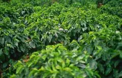 蔗糖低酸的扎实巴布亚新几内亚奇迈尔庄园圆豆 小摩卡咖啡豆