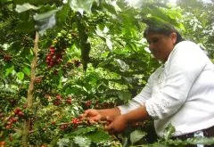 秘鲁咖啡 干净的中美洲咖啡Concurso瓦利亚加庄园