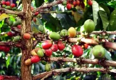 受欢迎的非洲咖啡豆肯尼亚Nyeri产区家图吉Gatugi处理厂