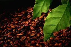 大小均一的大粒咖啡豆乞力马扎罗咖啡介绍